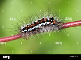 Attēlu rezultāti vaicājumam “Euproctis similis larva”