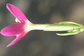 Attēlu rezultāti vaicājumam “Centaurium erythraea leaf”