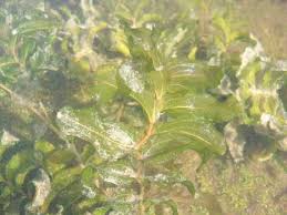 Attēlu rezultāti vaicājumam “Calliergon megalophyllum”