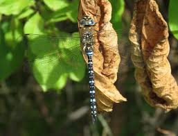 Attēlu rezultāti vaicājumam “Aeshna mixta male”