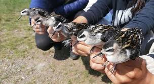 Attēlu rezultāti vaicājumam “Phalaropus lobatus”