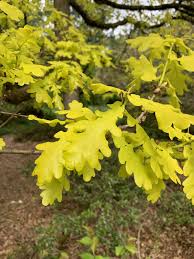 Attēlu rezultāti vaicājumam “Quercus robur leaf”