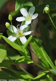 Attēlu rezultāti vaicājumam “Moehringia lateriflora flower”
