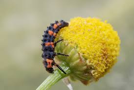 Attēlu rezultāti vaicājumam “Coccinella quinquepunctata”