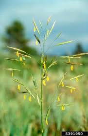 Attēlu rezultāti vaicājumam “Bromopsis inermis fruit”