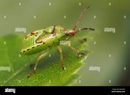 Attēlu rezultāti vaicājumam “Elasmostethus interstinctus nymph”