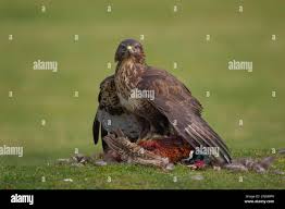 Attēlu rezultāti vaicājumam “Buteo buteo adult”