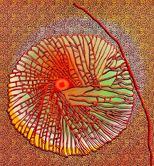 Attēlu rezultāti vaicājumam “Lecanora muralis”