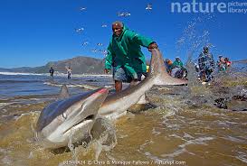 Image result for Carcharhinus brachyurus