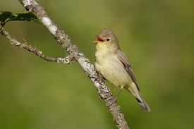 Attēlu rezultāti vaicājumam “Hippolais icterina”