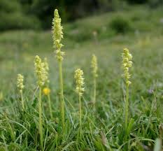 Attēlu rezultāti vaicājumam “Herminium monorchis flower”