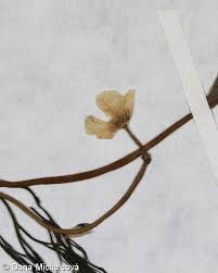 Attēlu rezultāti vaicājumam “Batrachium circinatum flower”