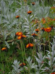 Attēlu rezultāti vaicājumam “Pilosella aurantiaca flower”