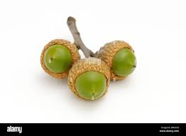 Attēlu rezultāti vaicājumam “Quercus rubra fruit”