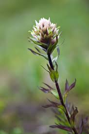 Attēlu rezultāti vaicājumam “Orobanchaceae”