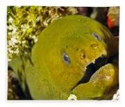 Image result for Gymnothorax funebris