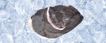 Image result for Reinhardtius hippoglossoides