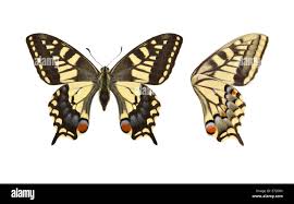 Attēlu rezultāti vaicājumam “Papilio machaon upperside”