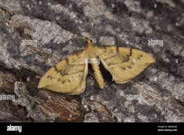 Attēlu rezultāti vaicājumam “Eulithis pyraliata”