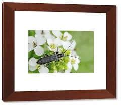 Attēlu rezultāti vaicājumam “Cantharis obscura”