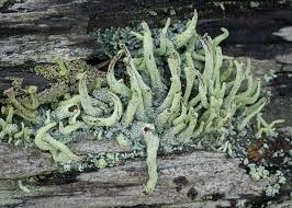 Attēlu rezultāti vaicājumam “Cladonia botrytes”