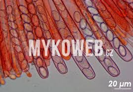 Attēlu rezultāti vaicājumam “Peziza varia”