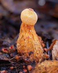 Attēlu rezultāti vaicājumam “Badhamia capsulifera stalked”