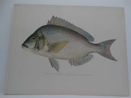 Image result for Stenotomus chrysops