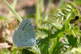 Attēlu rezultāti vaicājumam “Celastrina argiolus underside”