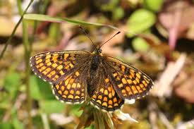 Attēlu rezultāti vaicājumam “Mellicta athalia upperside”
