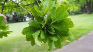 Attēlu rezultāti vaicājumam “Quercus robur”