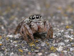 Attēlu rezultāti vaicājumam “Evarcha falcata male”