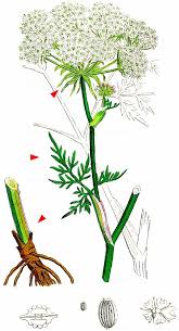 Attēlu rezultāti vaicājumam “Peucedanum palustre”