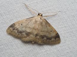 Attēlu rezultāti vaicājumam “Idaea biselata”