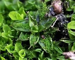 Attēlu rezultāti vaicājumam “Syntrichia papillosa”