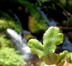 Attēlu rezultāti vaicājumam “Conocephalum conicum”