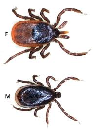 Attēlu rezultāti vaicājumam “Ixodes male”