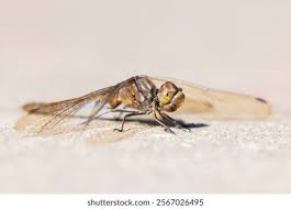Attēlu rezultāti vaicājumam “Sympetrum vulgatum male”