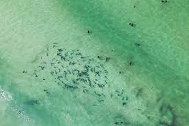 Image result for Triakis megalopterus