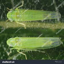 Attēlu rezultāti vaicājumam “Empoasca sp.”