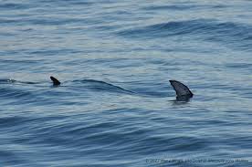 Image result for Iom Aquaholics