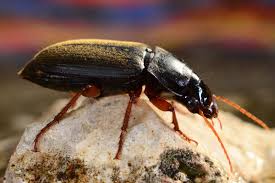 Attēlu rezultāti vaicājumam “Pseudoophonus rufipes”