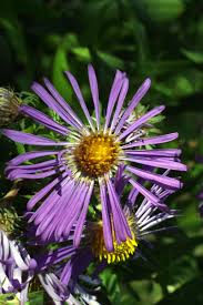 Image result for Aster novae-angliae