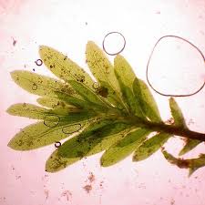 Attēlu rezultāti vaicājumam “Fissidens pusillus”