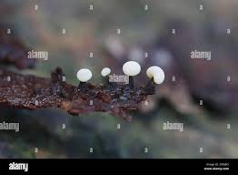 Attēlu rezultāti vaicājumam “Didymium melanospermum spores”