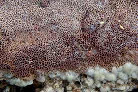 Attēlu rezultāti vaicājumam “Ceriporia excelsa”