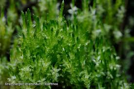 Attēlu rezultāti vaicājumam “Straminergon stramineum”