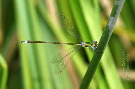 Attēlu rezultāti vaicājumam “Lestes virens”