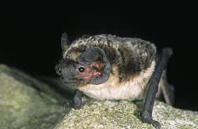 Attēlu rezultāti vaicājumam “Vespertilio murinus”