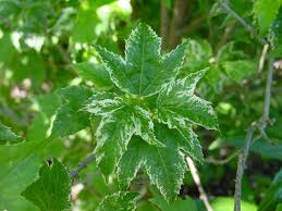 Attēlu rezultāti vaicājumam “Acer tataricum subsp. ginnala leaf”